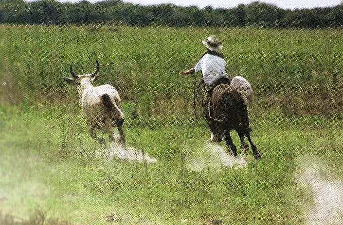 Le arranque las bolas a un Toro