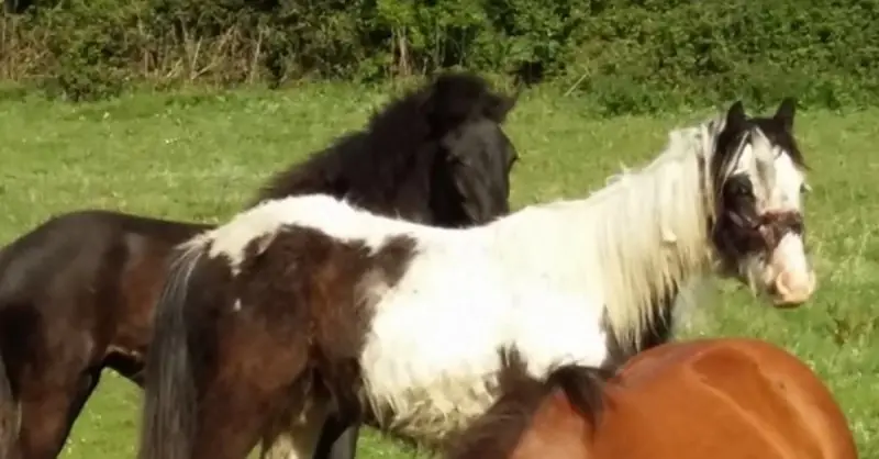 caballo