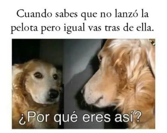 humor perruno