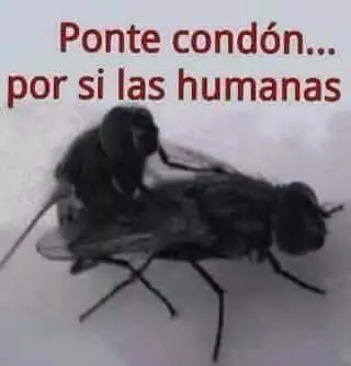 Mega compilado de memes