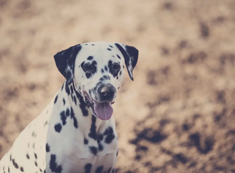 25 Curiosidades de los perros que quizás no sabías