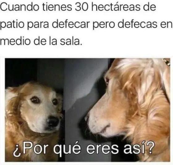 porque eres asi reflexiones de un perro