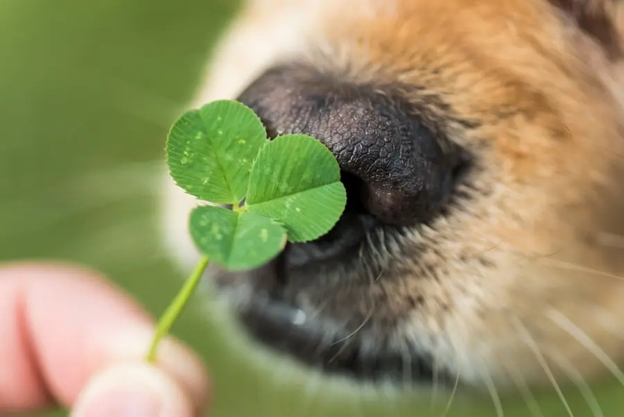 25 Curiosidades de los perros que quizas no sabias