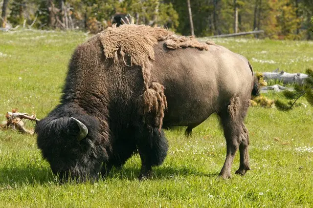 Le arranque las bolas a un Toro
