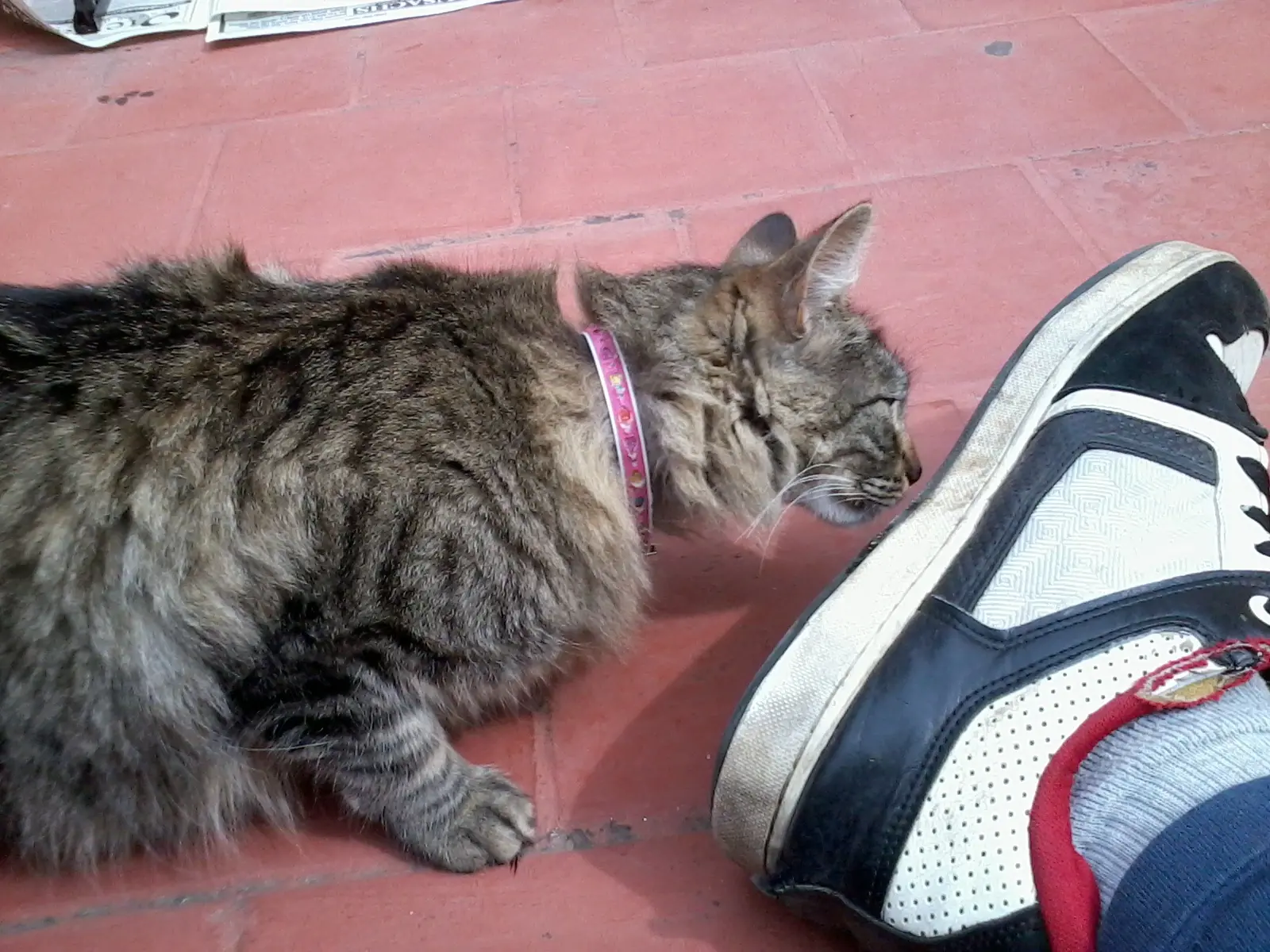 lince