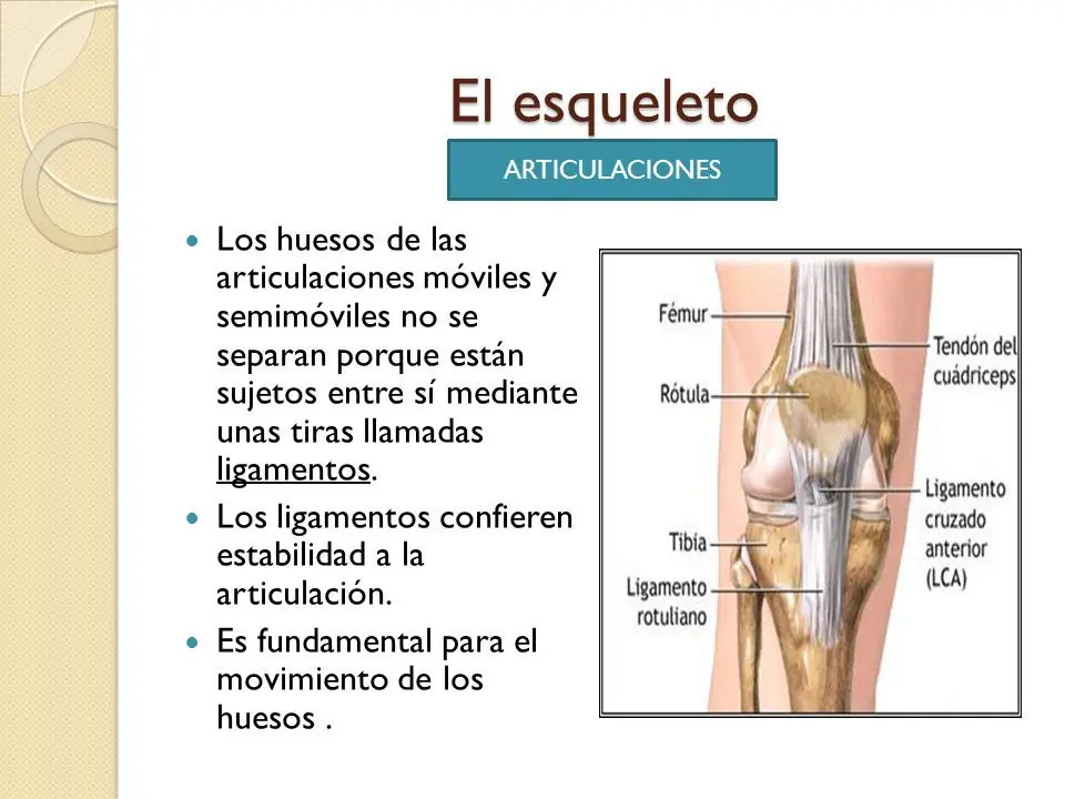 Aprendé un poco de anatomía: [sistema músculo-esquelético]