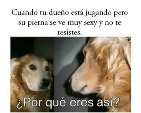 humor perruno