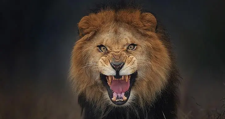 5 Animales asesinos de humanos
