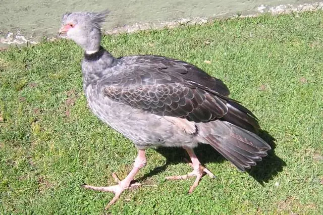 Pomperito