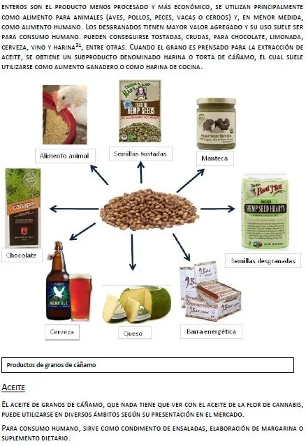 Cañamo: un cultivo con potencial Cañamo: un cultivo con potencial