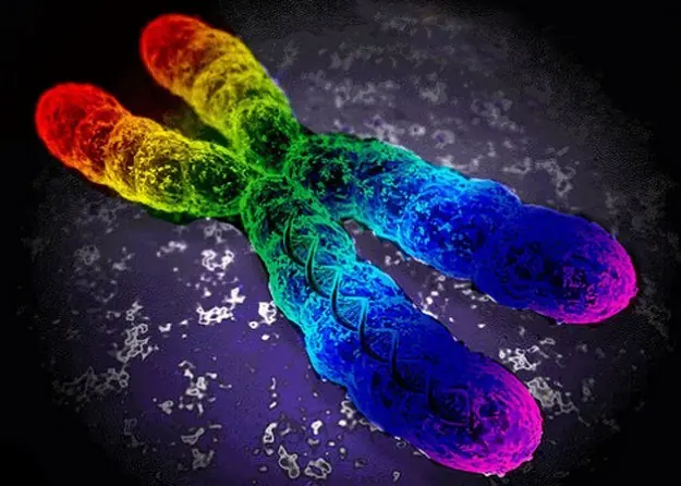 Por fin!!!,descubierto el "gen homosexual"