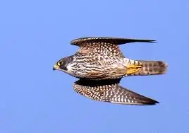 Seres Increíbles de la Naturaleza [Megapost]