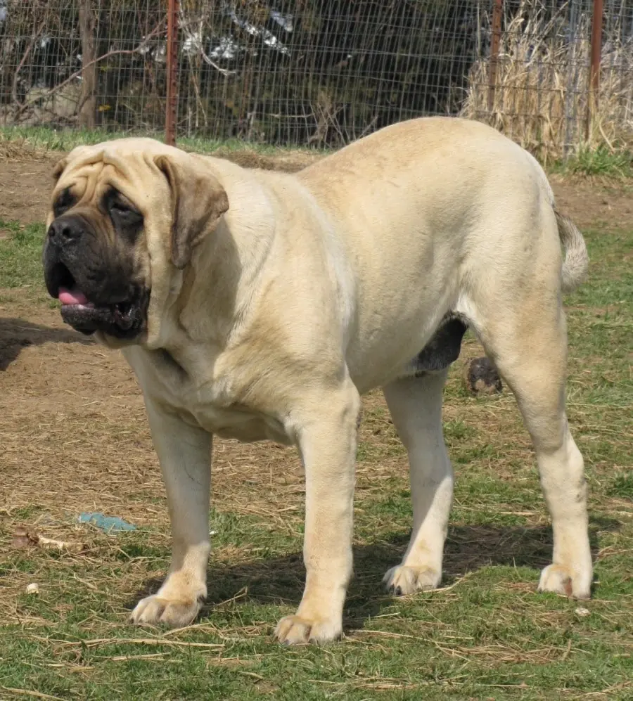 Perros