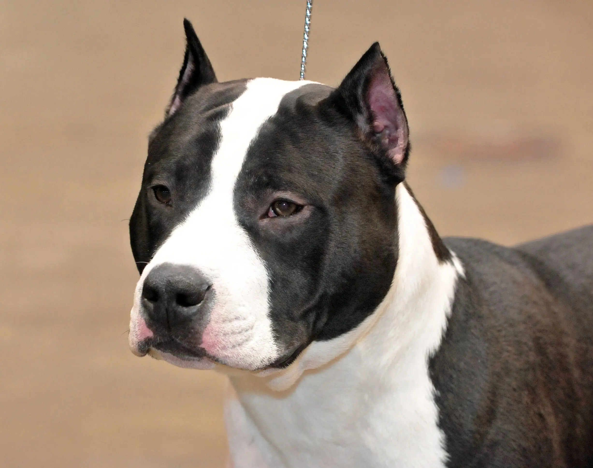 10 razas de perros extremadamente peligrosas!!!