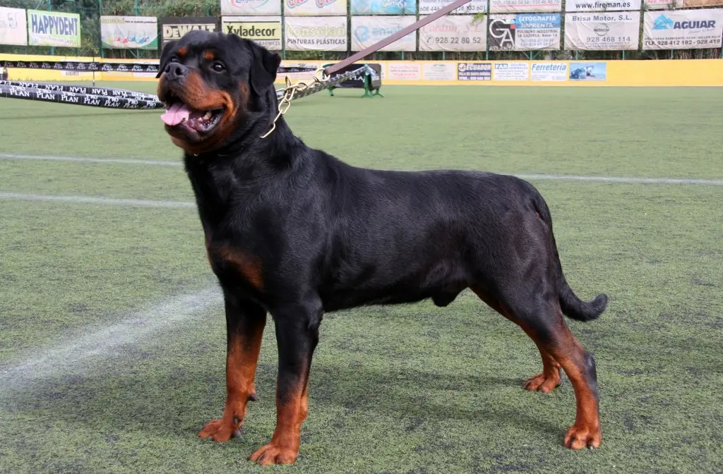 Perros