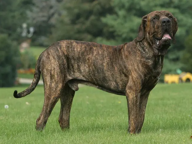 10 razas de perros extremadamente peligrosas!!!