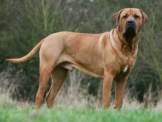 Perros