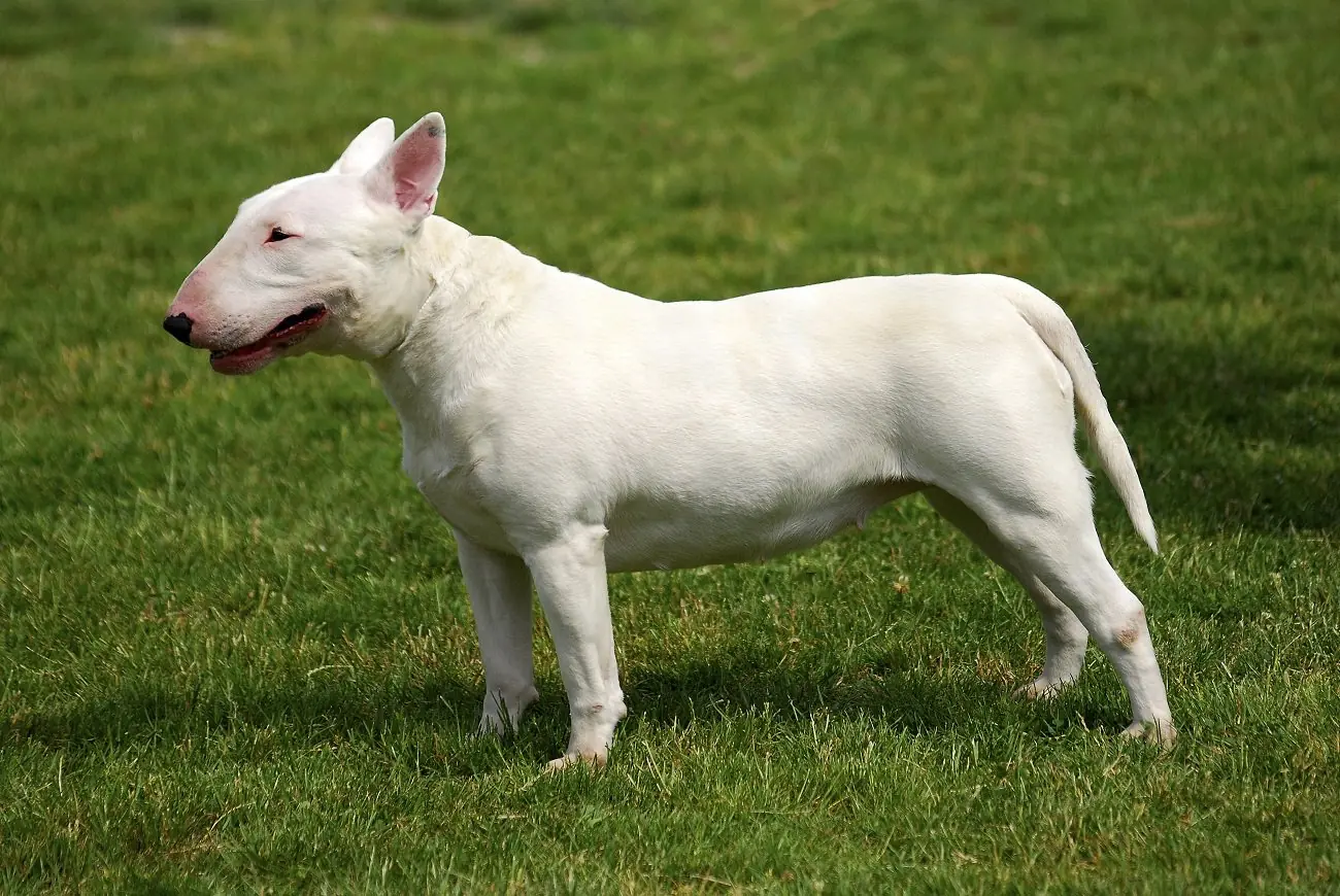 10 razas de perros extremadamente peligrosas!!!