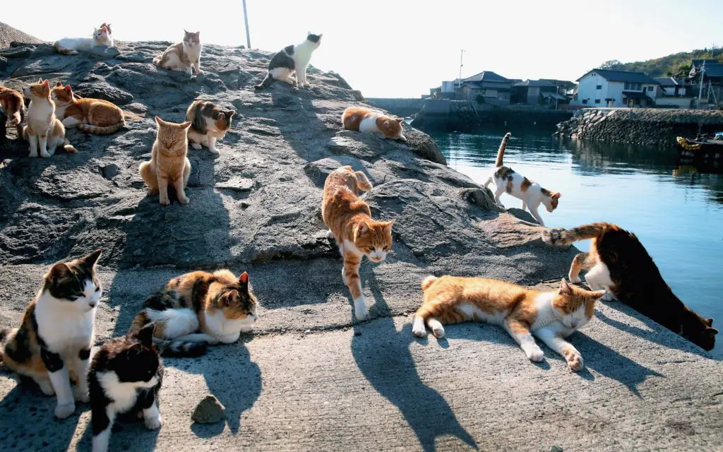 Te gustan los gatos? Pasate por Cat Island.