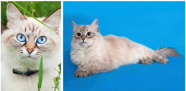 razas de gatos