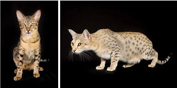 18 Razas de gatos que tal vez no sabías que existen!
