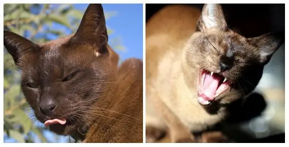 razas de gatos