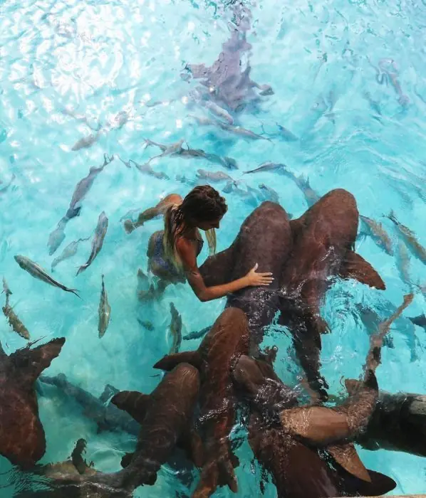 animales exoticos