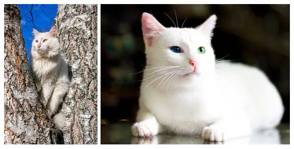 18 Razas de gatos que tal vez no sabías que existen!