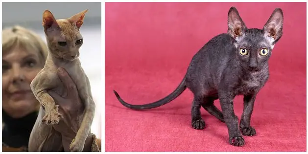 gatos