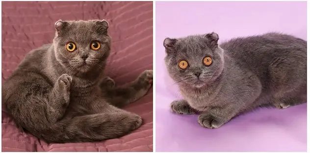 razas de gatos