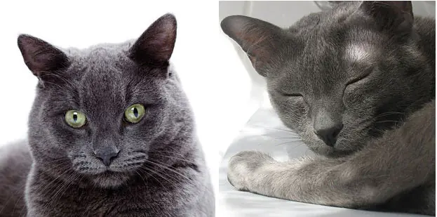 gatos