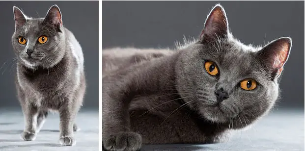 18 Razas de gatos que tal vez no sabías que existen!