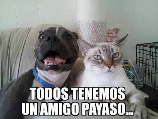 linces