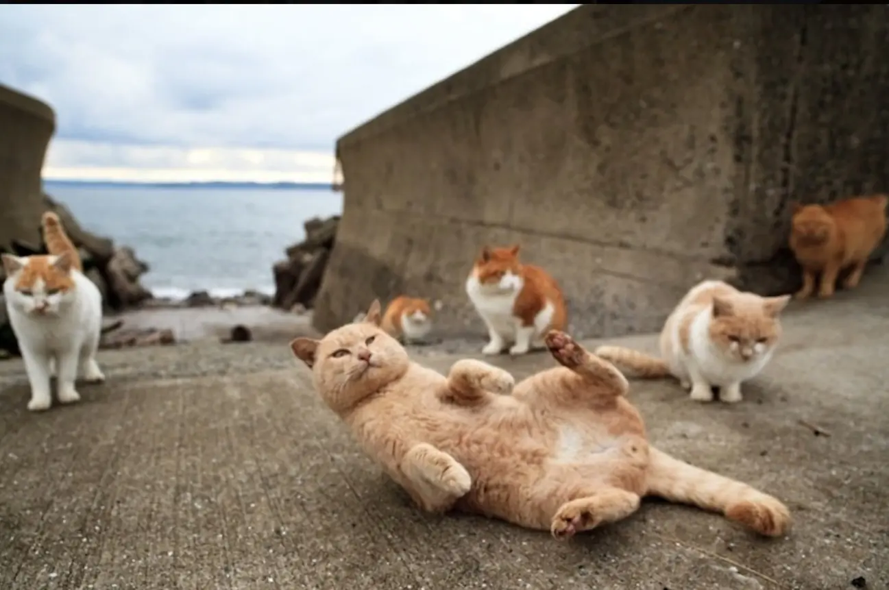 Gatos