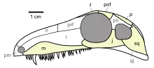 sinapsidos