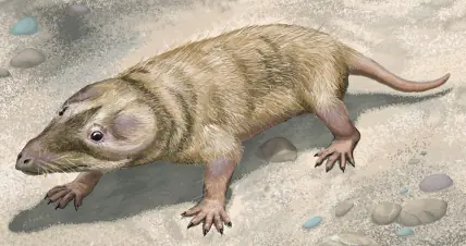 mamiferos