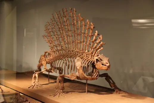sinapsidos
