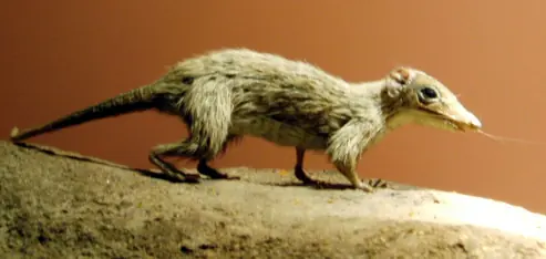 Sinapsidos: Antes que los dinosaurios DOMINASEN LA TIERRA