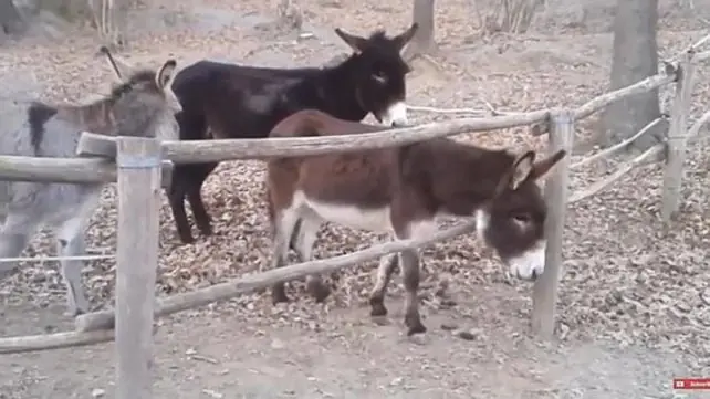 ¡Sacala! El burro que demuestra que no tiene nada de ídem