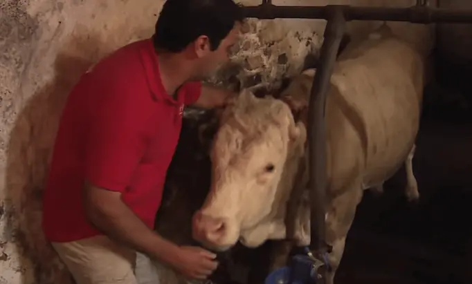 Este toro vivió encadenado toda su vida