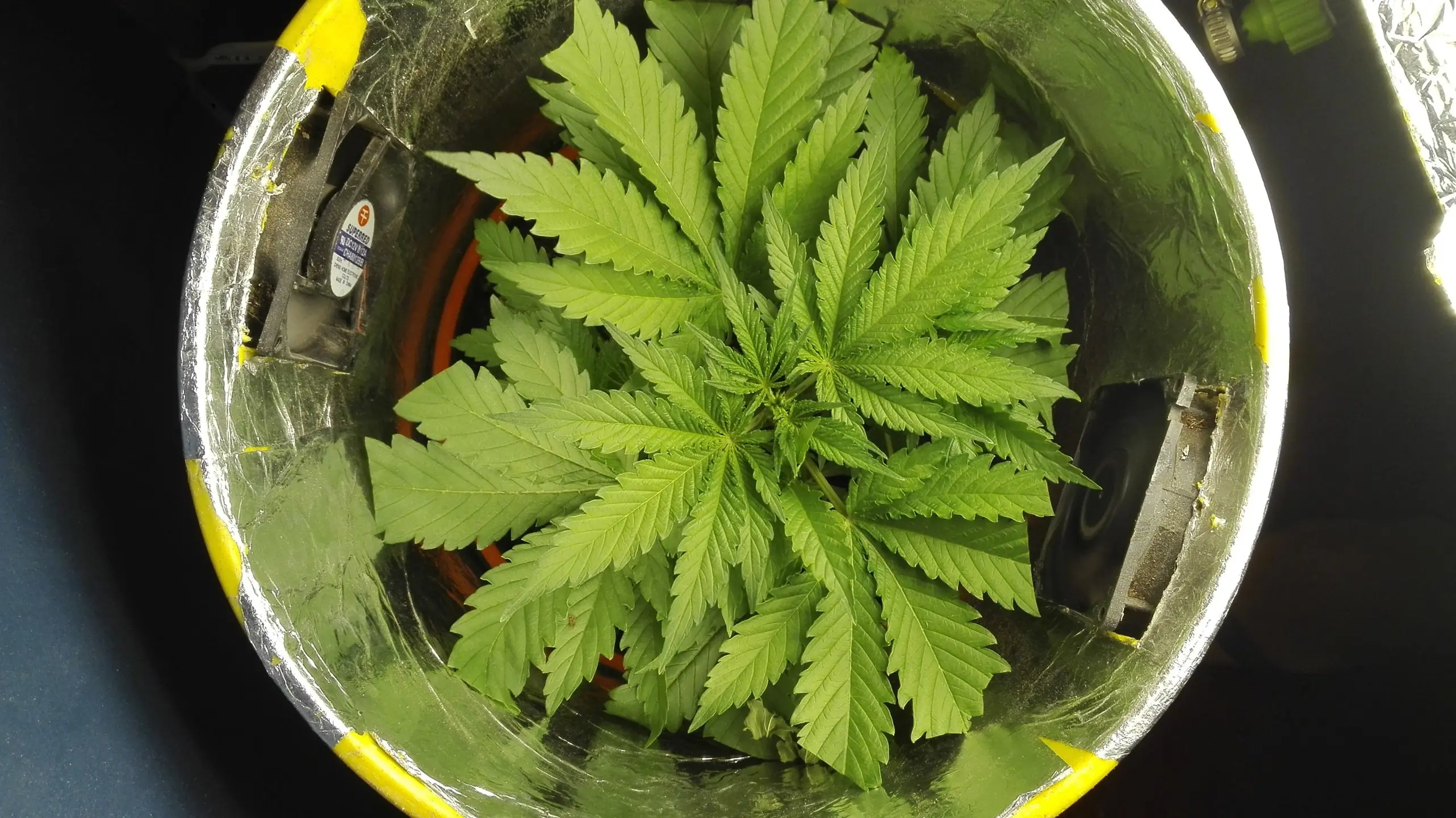 Cosecha Indoor de Spacebucket