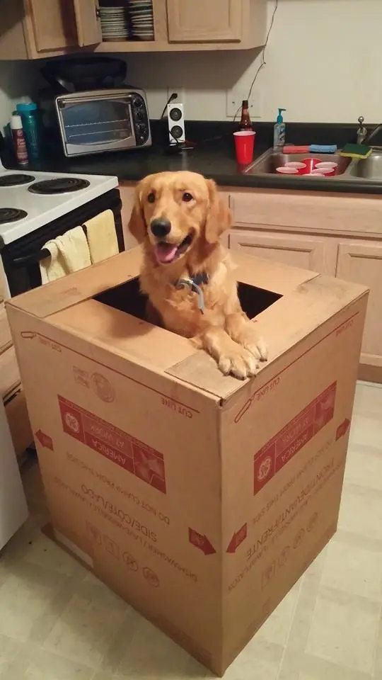 Razones por las que el perro es el mejor amigo del hombre