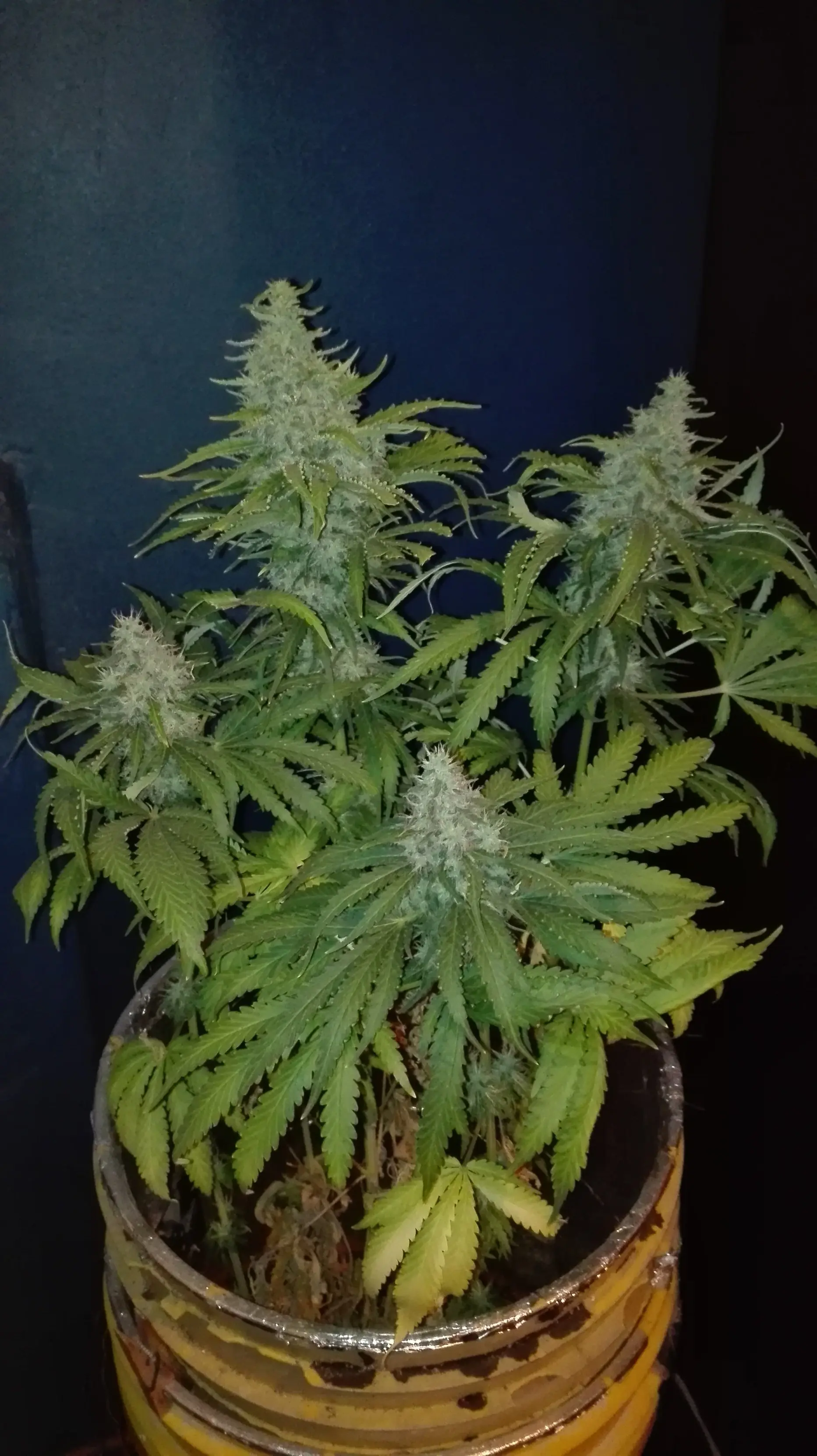 Marihuana