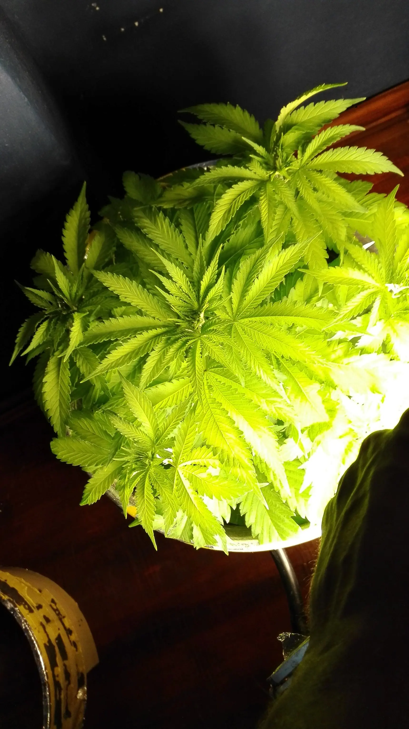 Spacebucket