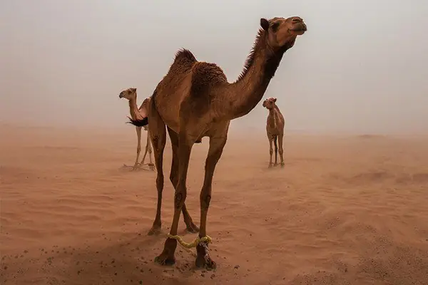 10 mitos de animales que no imaginabas que eran falsos