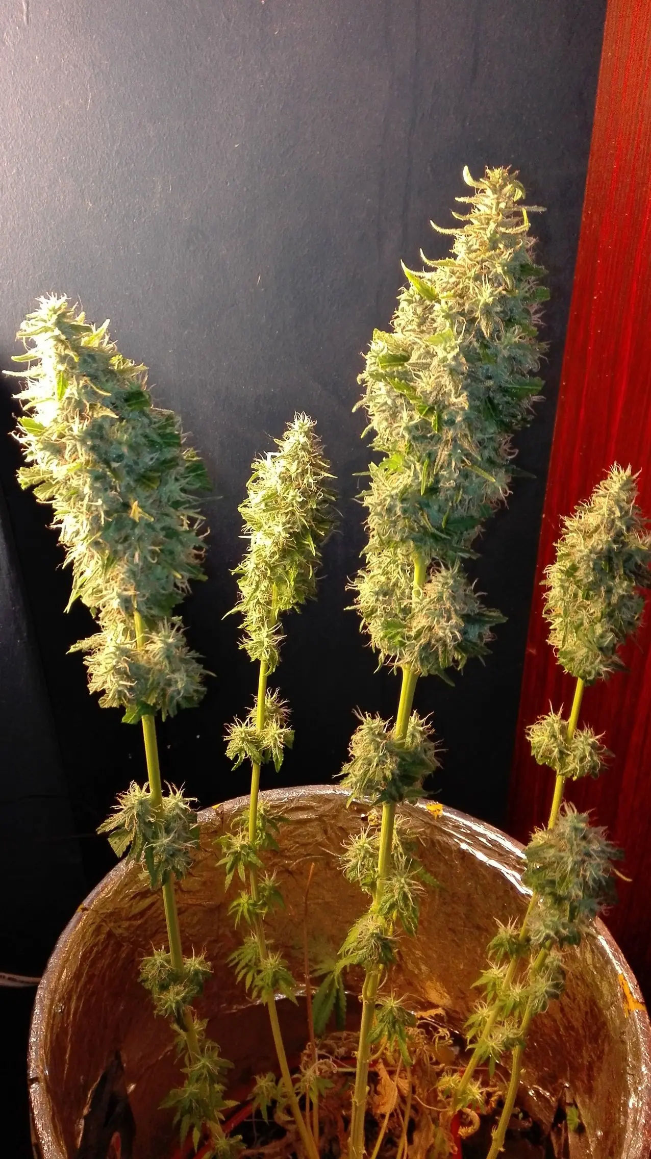 Cosecha Indoor de Spacebucket