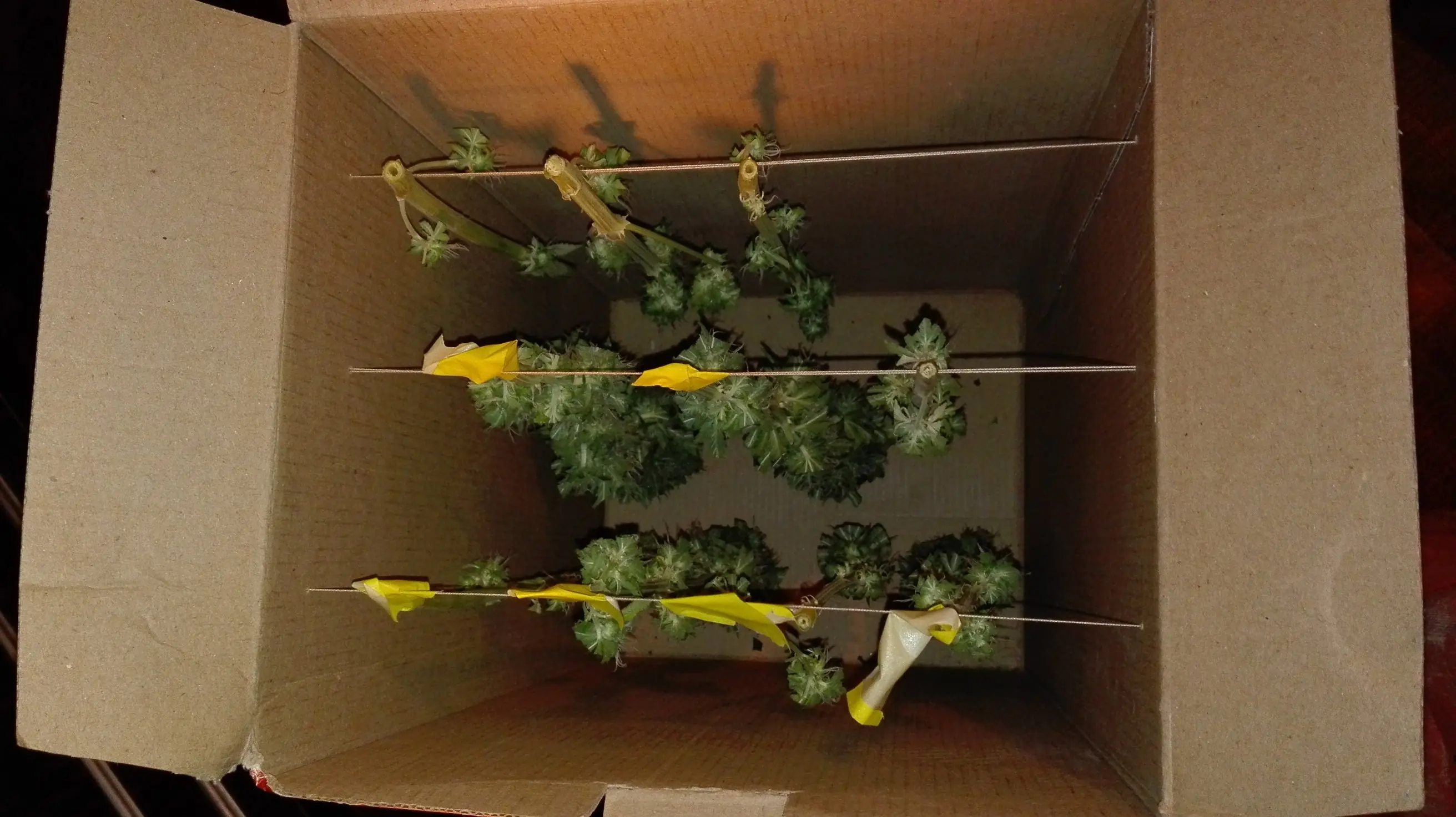 Marihuana