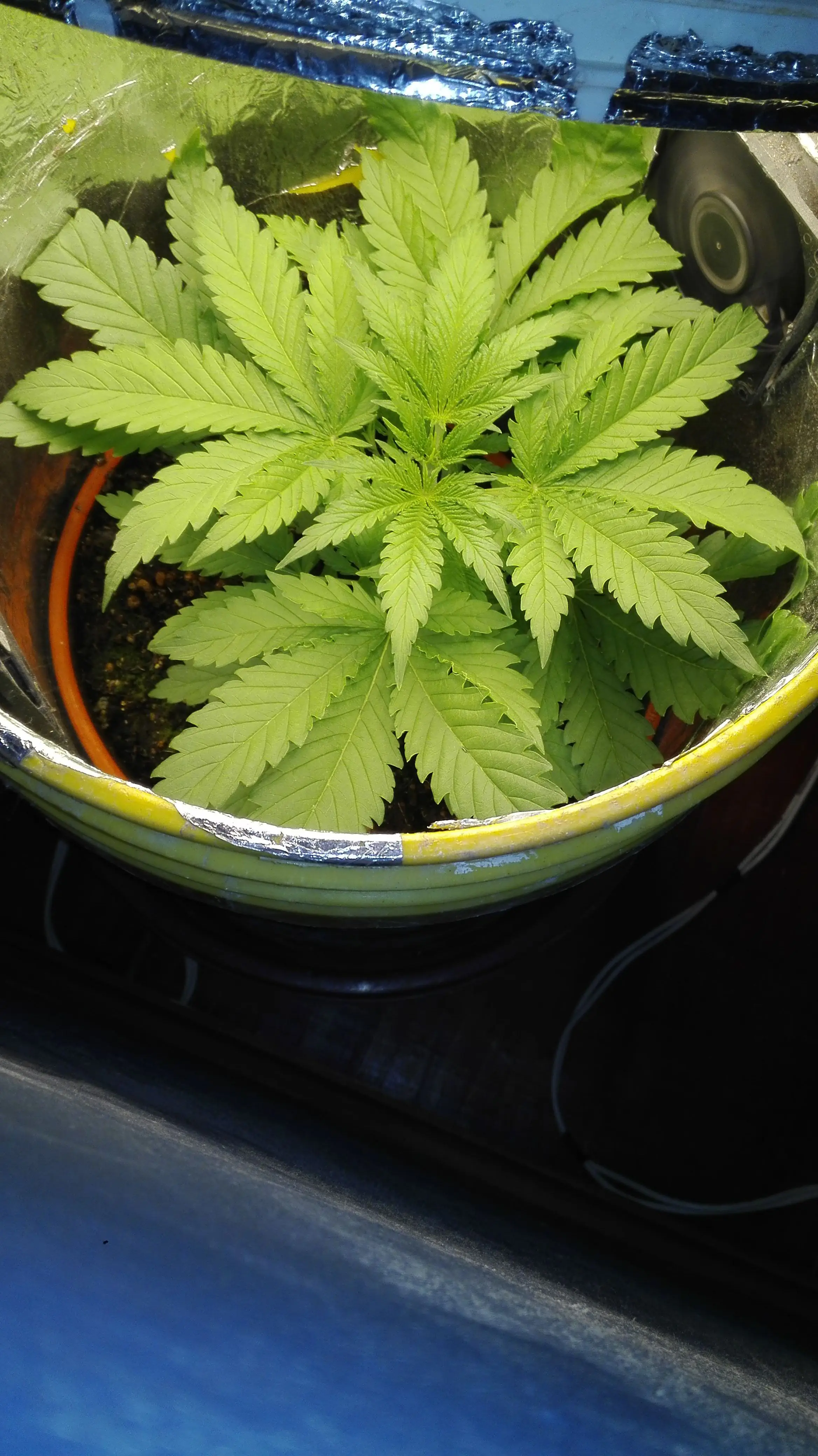 Shark Widow