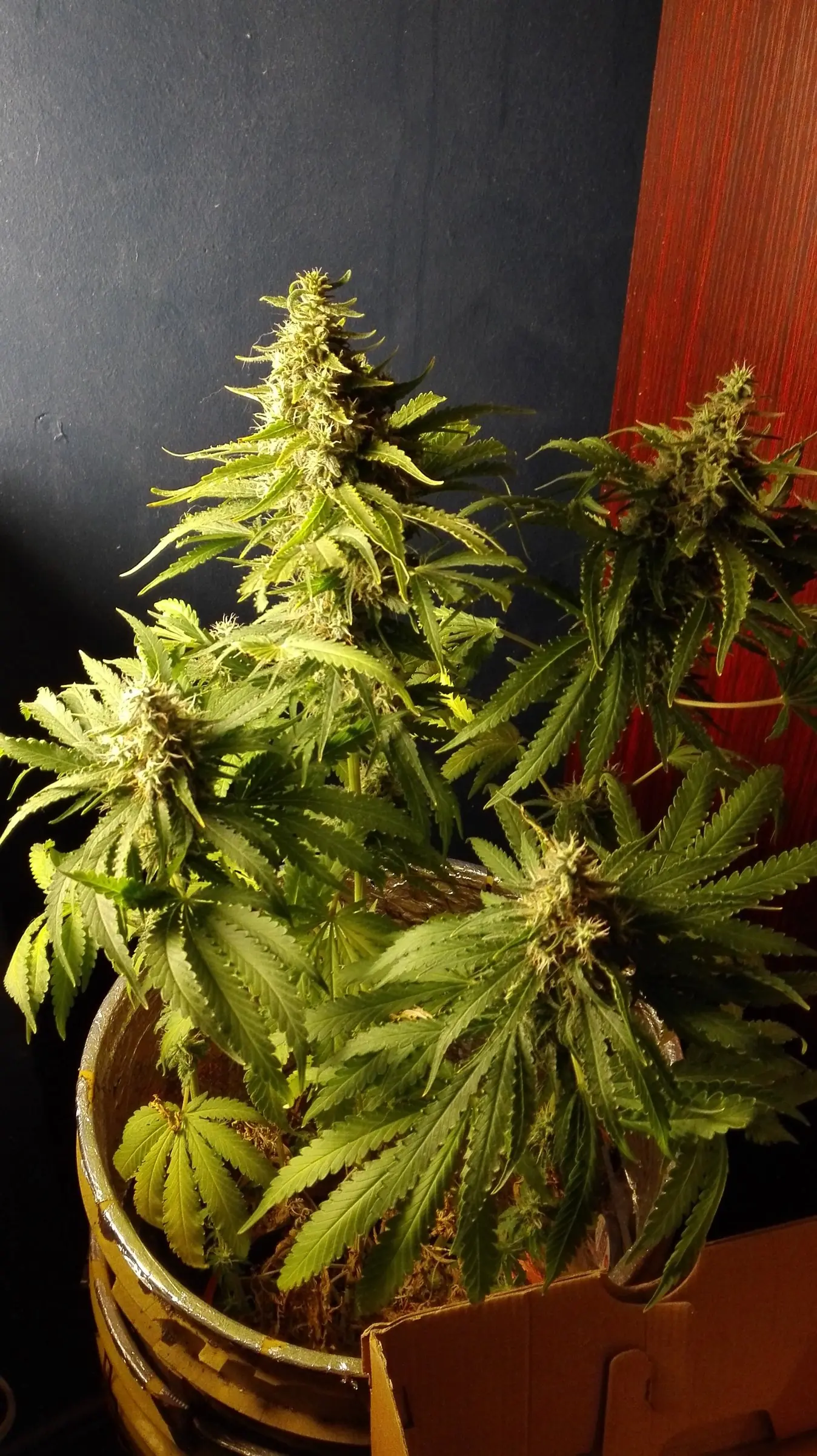 Spacebucket