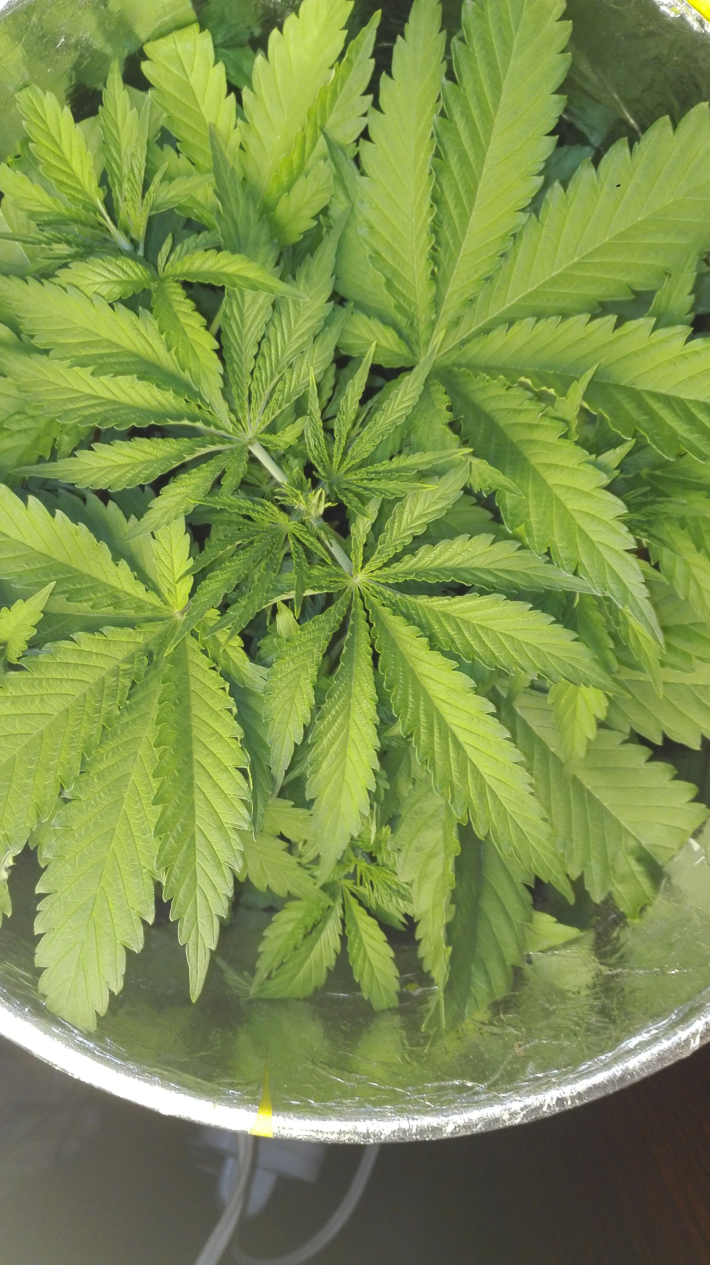Marihuana
